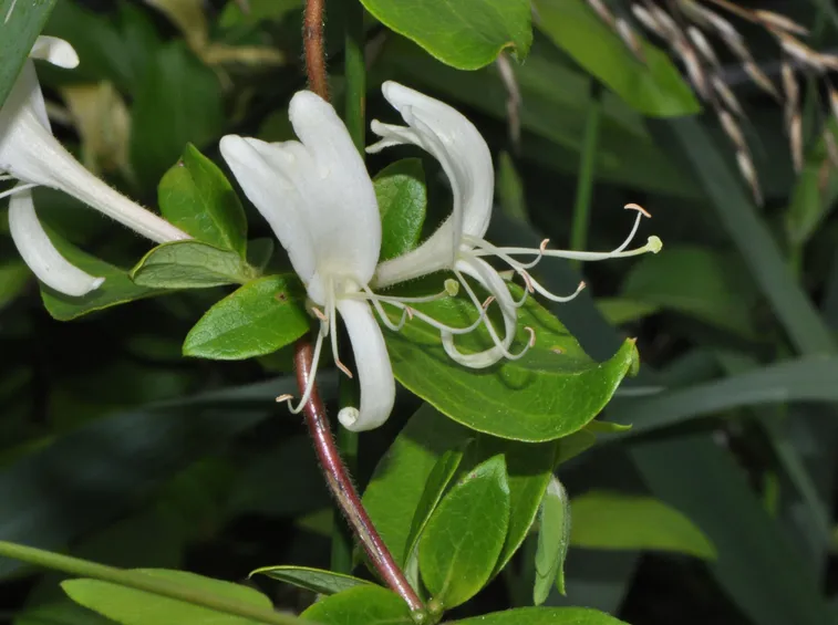Caprifoglio del giappone