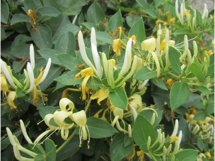 lonicera japonica