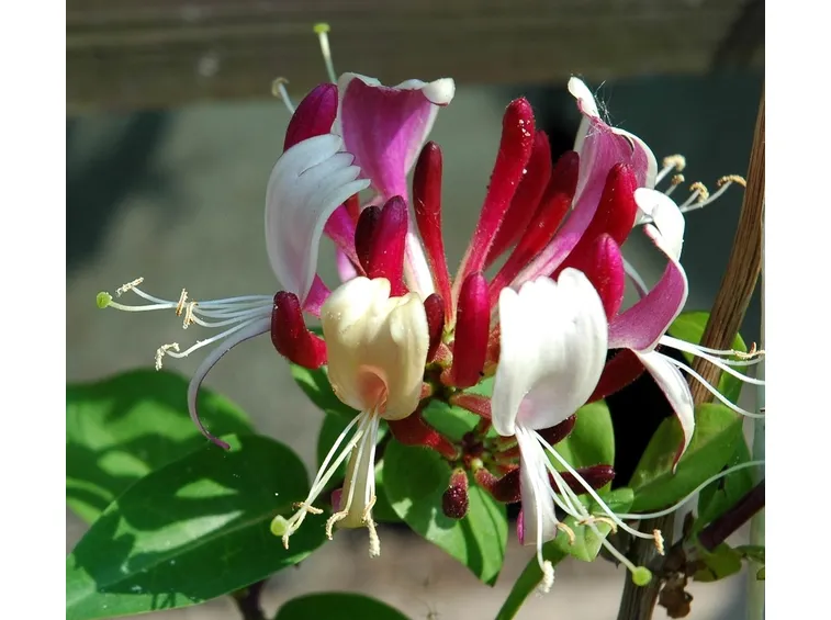 lonicera caprifolium