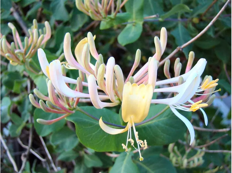 Lonicera etrusca