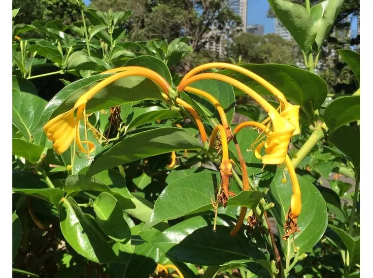 lonicera hildebrandiana