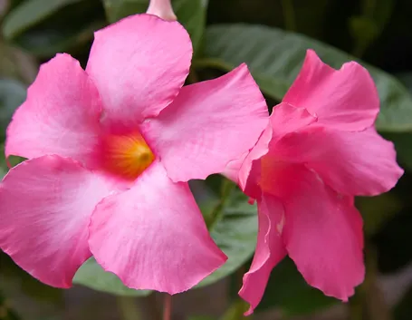 Fiori mandevilla