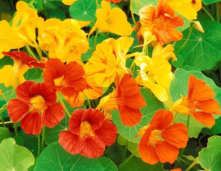 Fiori nasturzio nano