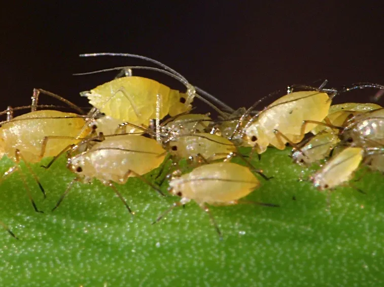 Infestazione afidi