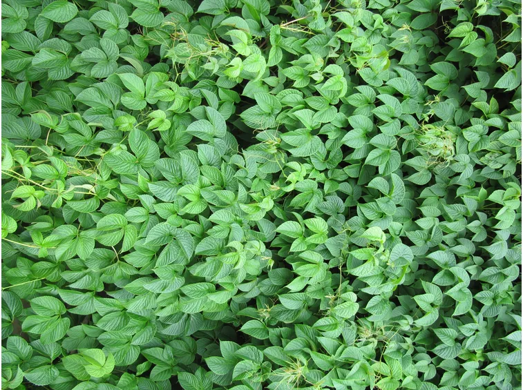 parthenocissus himalayana