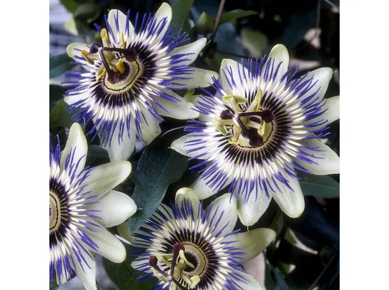 Fiore pianta passiflora