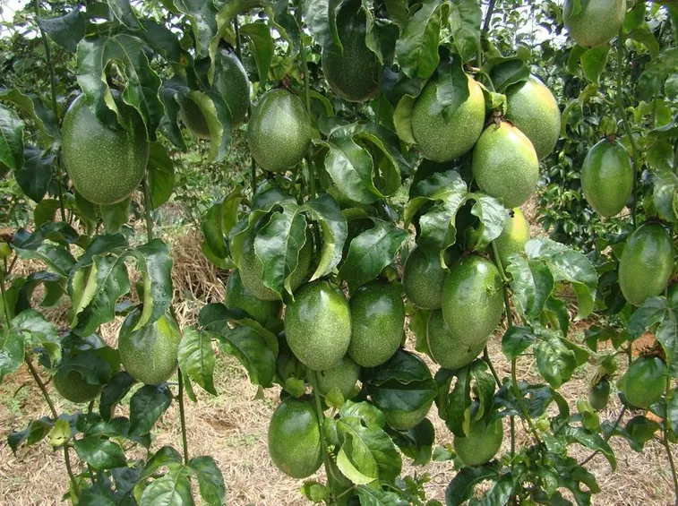 Frutto passione