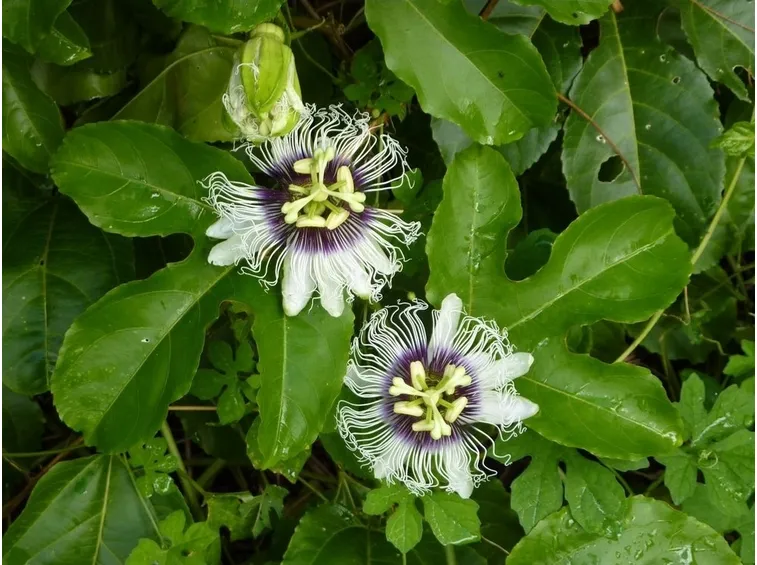 Pianta maracujá parassiti