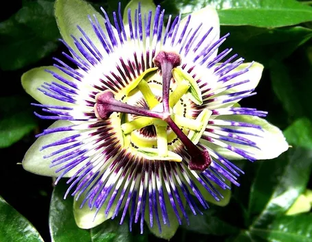 Passiflora fiore