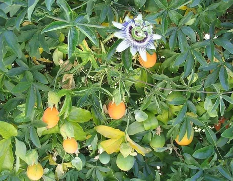 Fiori e frutti della passiflora