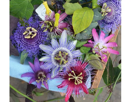 Fiori di passiflora