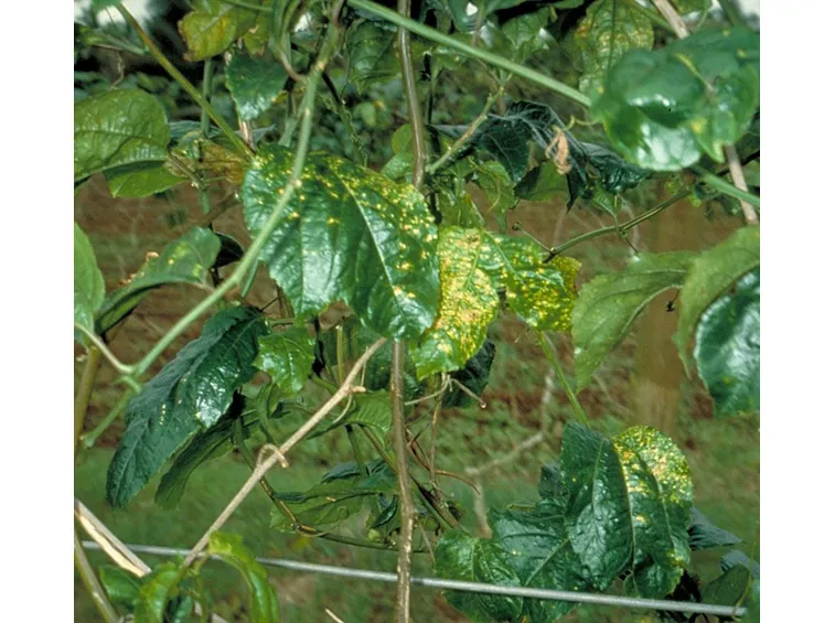 Pianta di passiflora attaccata da virus CMV