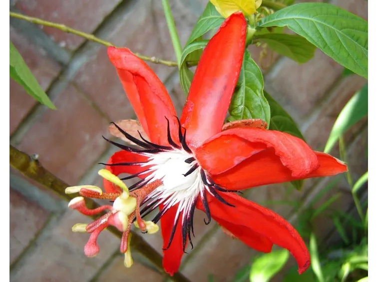 FIORE DELLA PASSIONE