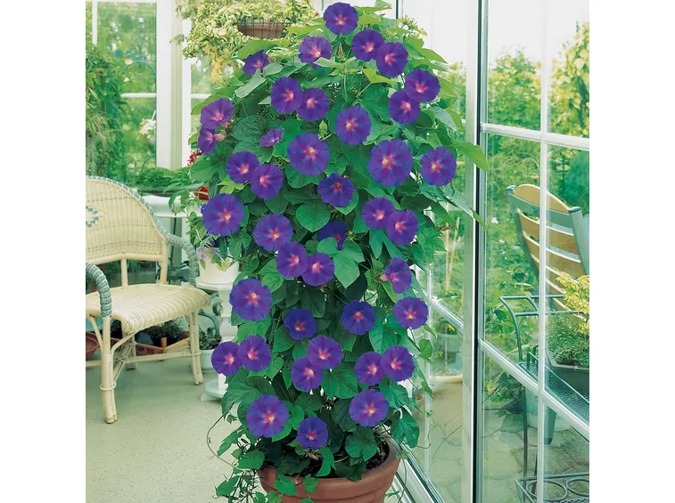 PIANTE RAMPICANTI A FIORE