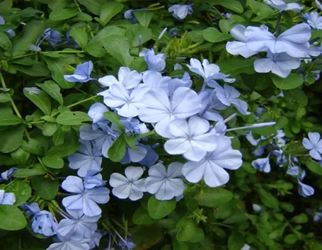 Plumbago capensis