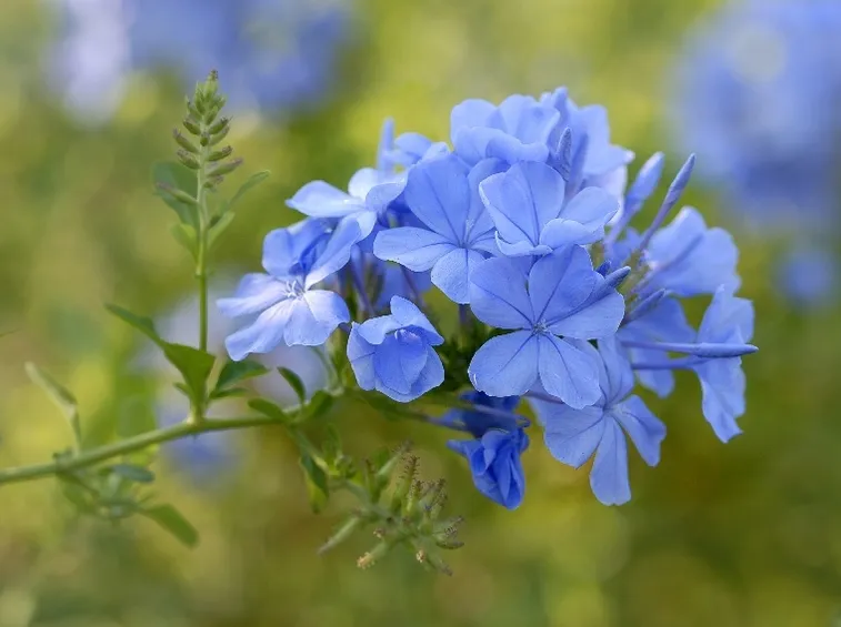 Fiore gelsomino azzurro