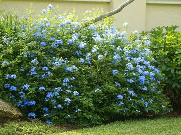 Giardino plumbago rampicante