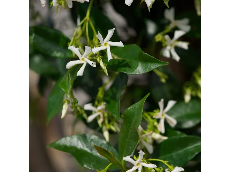 rhyncospermum jasminoides