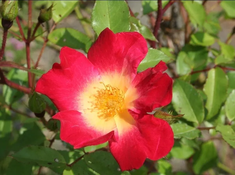 Varietà rose