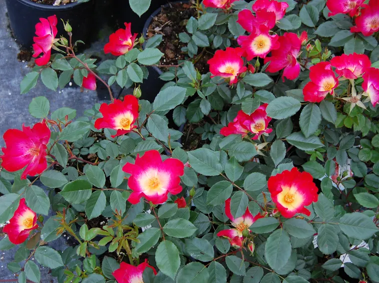 Rosa cocktail