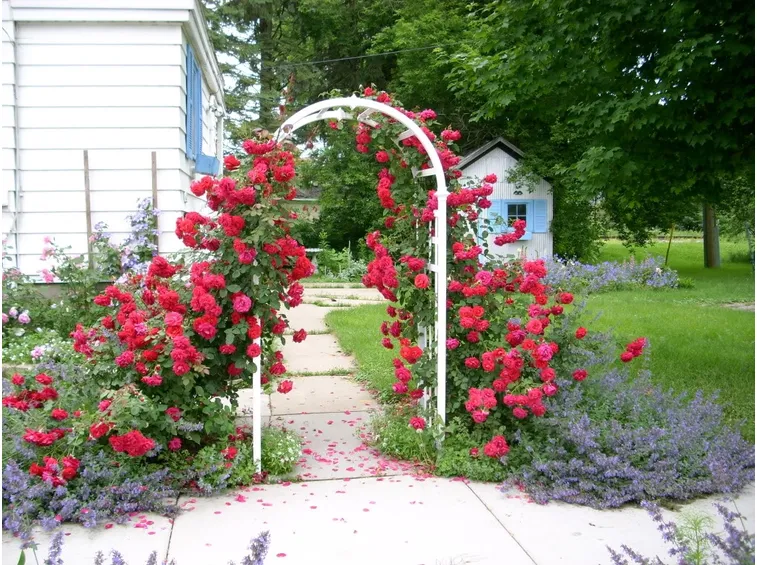 rose rampicanti