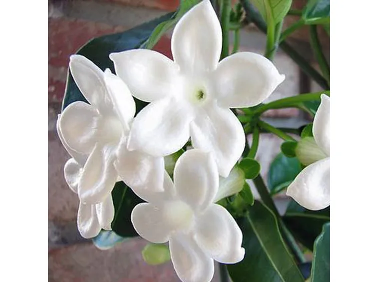 Spefanotis