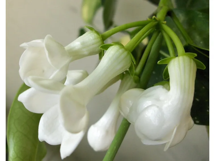 Fiori Stephanotis