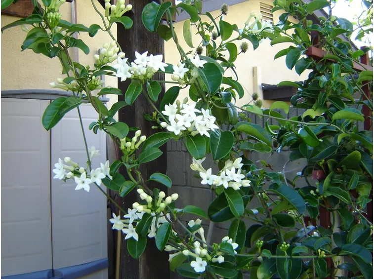 Stephanotis coltivazione