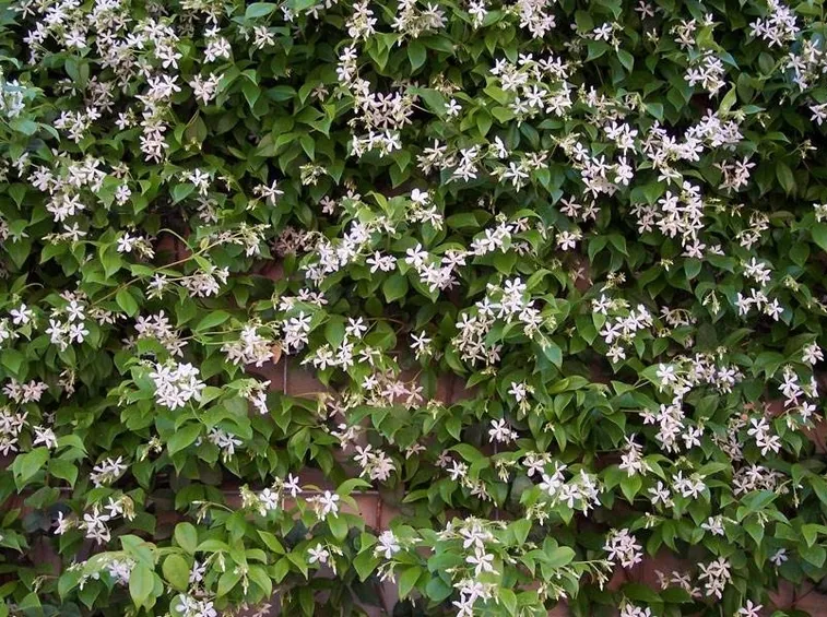 gelsonimo in fiore