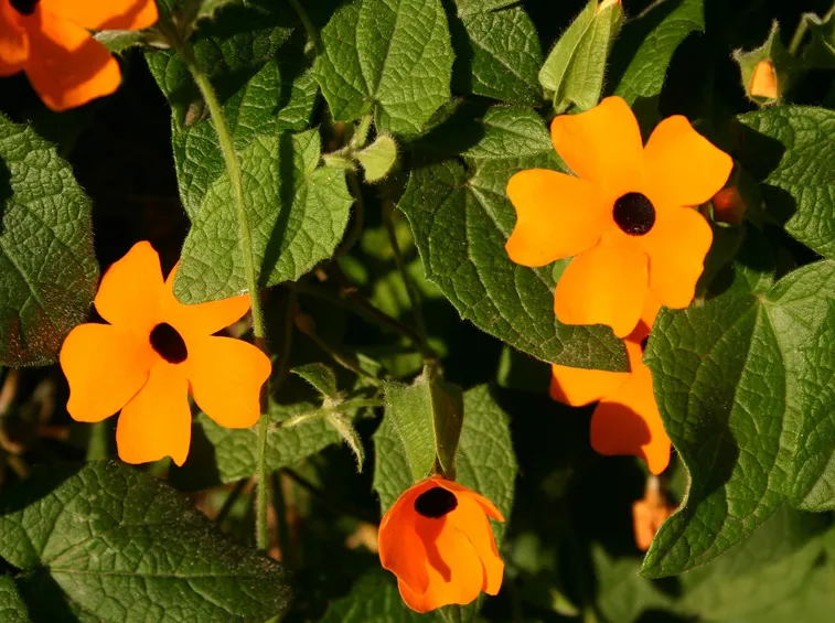 Tumbergia