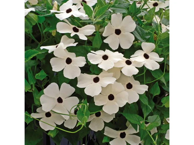 Tumbergia bianca