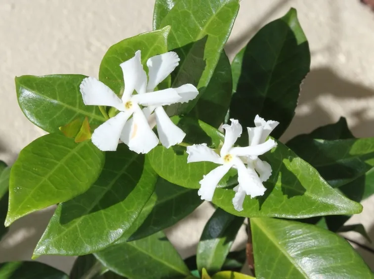 gelsomino sempreverde
