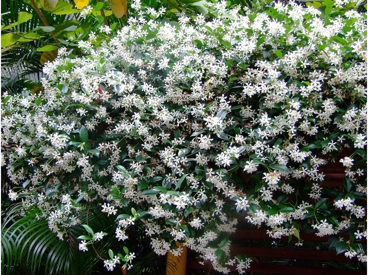 gelsomino sempreverde
