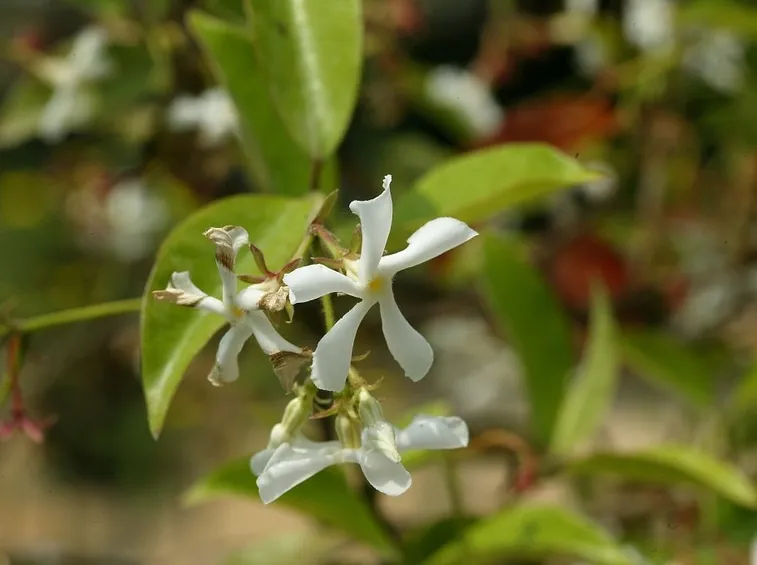 trachelospermum majus