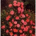 rose antiche