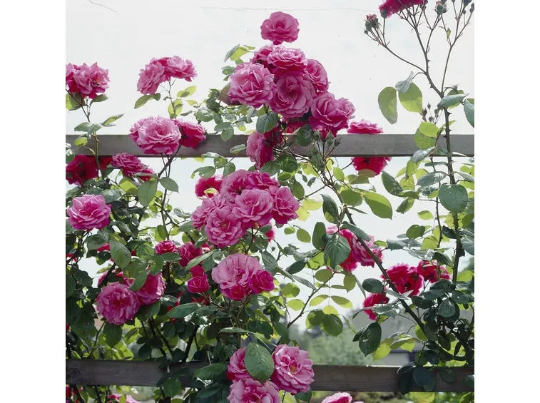 rose rampicanti