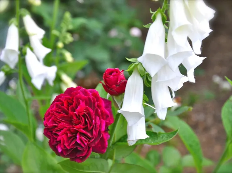 Individuare la tipologia di rosa e l'età della pianta.