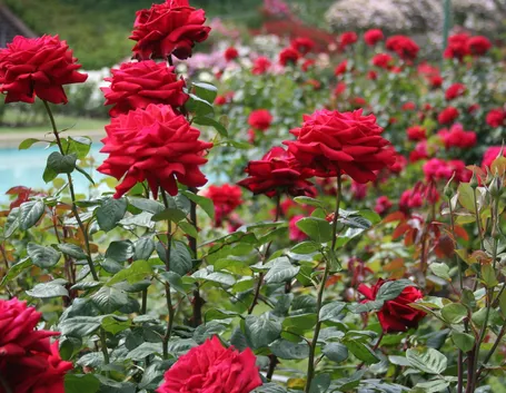 Meravigliosa rosa bianca