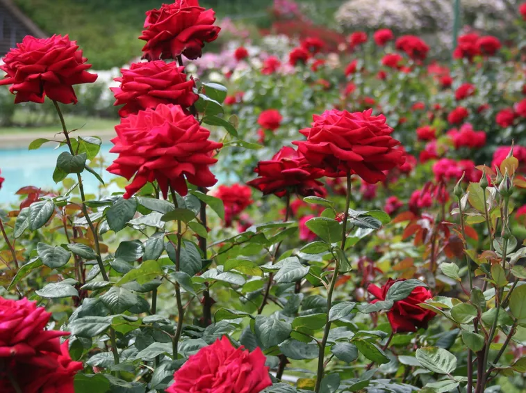 Meravigliosa rosa bianca