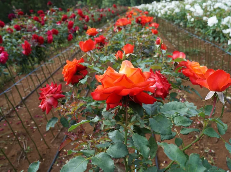 Varietà di rose di più colori
