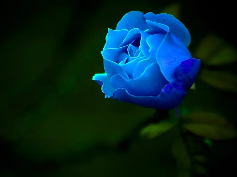 Bouquet rose blu