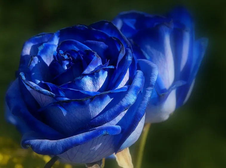 Rose naturai