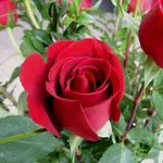 Unas pocas rosas