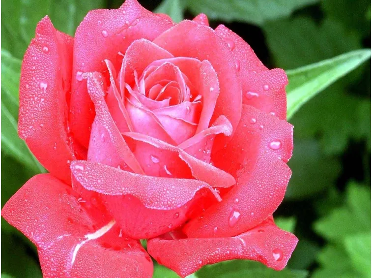 Rosa rosa