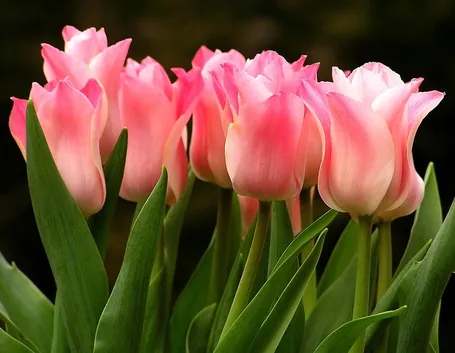tulipano