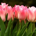 tulipano