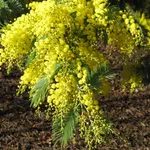 mimosa