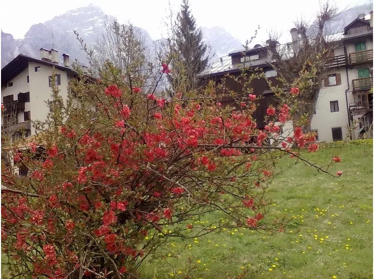 Cotogno giapponese