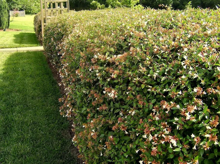Siepe da fiore