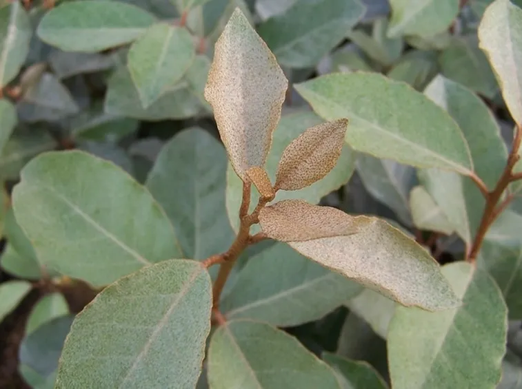 Foglie eleagnus pungens